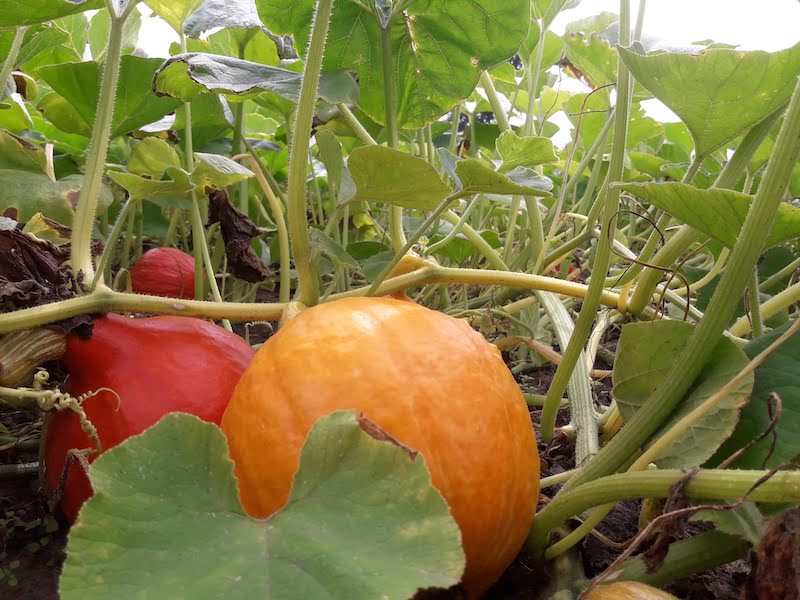 Tuinderij de Elzenkamp Tuinderij de Elzenkamp