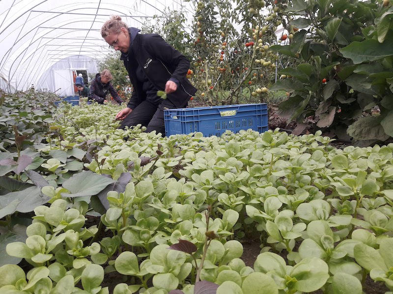 Tuinderij de Elzenkamp Tuinderij de Elzenkamp