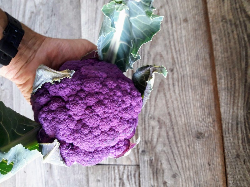 Tuinderij de Elzenkamp Tuinderij de Elzenkamp